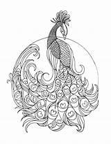 Pages Peacock Coloring Colouring Adult Printable Lostbumblebee Beautiful sketch template