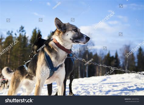 alaskan husky sled dog stock photo  shutterstock