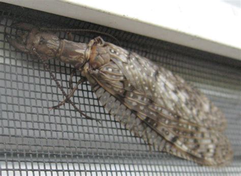 female dobsonfly what s that bug