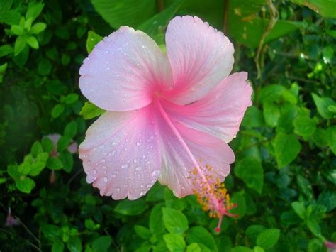 hawaiian hibiscus  photo  freeimages
