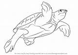Turtle Pig Nosed Draw Drawing Turtles Step sketch template