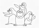 Madagascar Penguins Pingwin Madagaskaru Kolorowanki Stampare Druku sketch template
