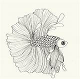 Fish Siamese Fighting Drawing Drawings Betta Coloring sketch template