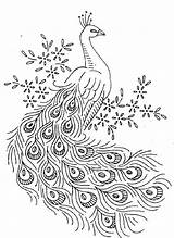 Peacock Coloring Pages Downloadable Printable Coloringpagesfortoddlers sketch template