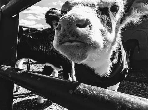 Free Images Black And White Snout Nose Farm Monochrome