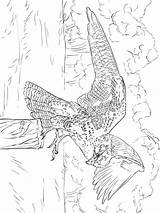 Pages Coloring Falcons Birds Falcon sketch template