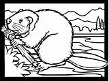 Castor Ausmalbilder Biber Beaver Malvorlagen Colorat Colorare Bever Desene Mewarnai Planse Berang Malvorlage Animale Colorier Kleuterdigitaal Castori 1585 Animasi Bisamratte sketch template