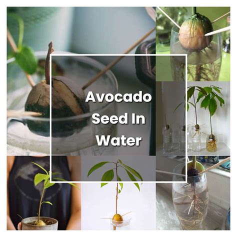 How To Grow Avocado Seed In Water Plant Care And Tips Norwichgardener