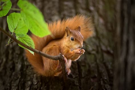 cute squirrel hd animals  wallpapers images backgrounds