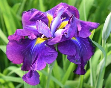 bourdillon iris pepiniere specialisee en iris hemerocalles  pivoines