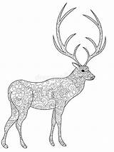 Coloring Deer Adulti Cerfs Vecteur Communs Adultes Raster Cervi Vettore Zentangle Stress Cervo Trame sketch template