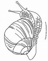 Coloring Snail Popular Colouring Pages Coloringhome sketch template