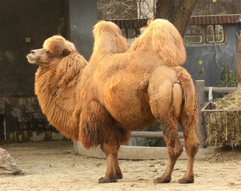 camel description species size habitat and facts
