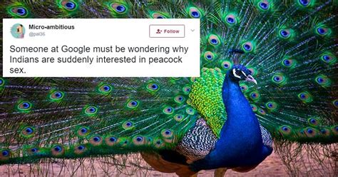 rajasthan judge says peacocks don t have sex and twitter explodes with