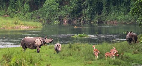 Chitwan National Park Nature Trail Travels And Tours Trekking