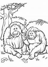 Gorilla Coloring Pages Books Last Printable sketch template
