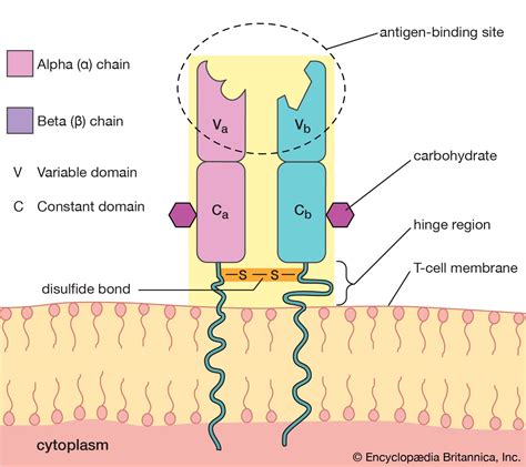 immune system  cells antigens receptors britannica