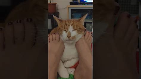Foot Massage Cat Youtube