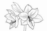 Amaryllis Flower Drawing Getdrawings sketch template