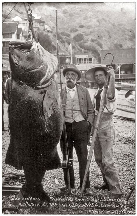 Vintage World Record Black Sea Bass Photos