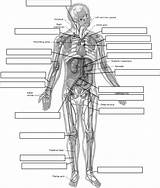 Anatomy Arteries Body Human System Circulatory Labeled Label Vessels Blood Heart Diagram Labels Worksheets Printable Worksheet Labeling Physiology Skeletal Veins sketch template