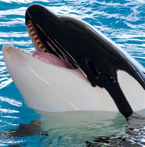 killer whale facts animal facts encyclopedia