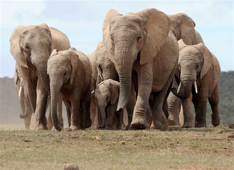wild elephants sleep   hours  day puzzling scientists  ucla