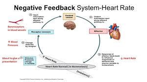 solved describe  specific    negative feedback loop
