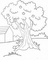Mewarnai Pohon Gambar Menggambar Belajar Lukisan sketch template