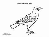 Myna Coloring Bird Common Hawaii Sponsors Wonderful Support Please sketch template