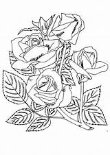 Roses Coloring Pages Four A4 Rose Printable Flowers Parentune Worksheets sketch template
