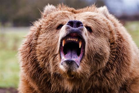niedzwiedz grizzly zaatakowal kanadyjczyka uratowal  scyzoryk