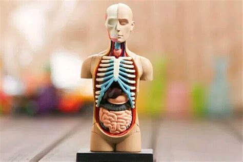 gambar patung organ tubuh manusia gambar patung