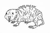 Mole Naked Rat April Science Week sketch template
