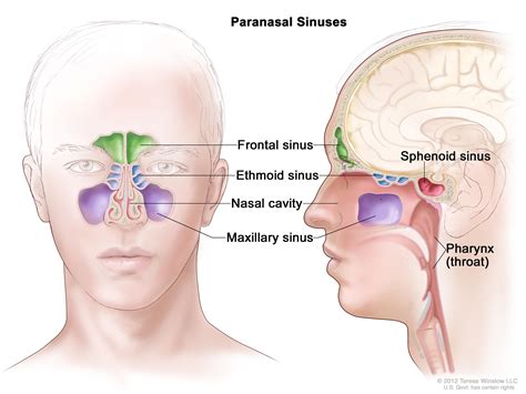 paranasal sinus  nasal cavity cancer treatment pdqpatient version national cancer institute