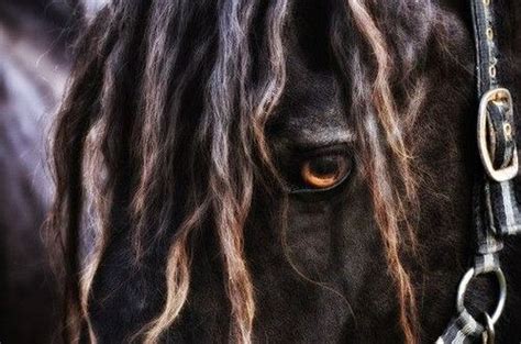 horse    gonna  dreads  beads   hipster