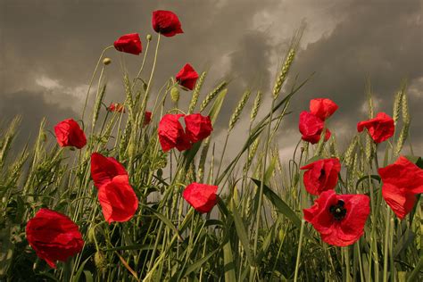 poppy field before the storm photograph by floriana barbu