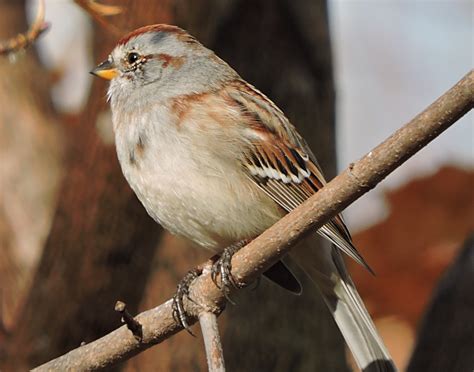 sightings tree sparrows   nature preserve