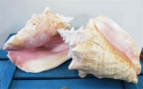 Pink Conch Slit Back Shell Queen Conch California Seashell Company