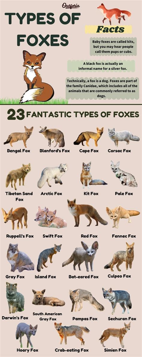 types  foxes classification pics fox