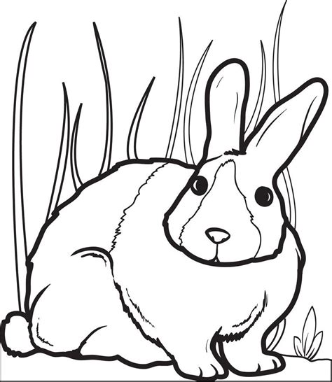 printable bunny rabbit coloring page  kids  supplyme real