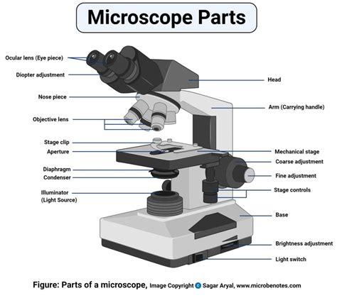 parts   microscope  functions  labeled diagram
