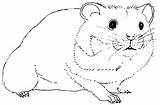 Hamster Coloring Pages Printable Animals Seed Eating Hamsters Drawings Color Print Kids Adult Coloriage Drawing Kb Craft Cute sketch template