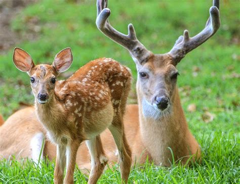8 Myths About White Tailed Deer Fawns Deer Hunting