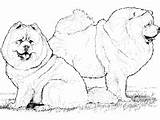 Chow Coloring Pages Breed Dog sketch template