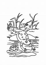 Frog Coloring Pages Jumping Clipart Lily Pad Leap Frogs Cartoon Life Cycle Cliparts Amphibian Animals Kids Leaping Drawing Outline Clip sketch template