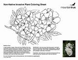 Multiflora Mountaintrue sketch template