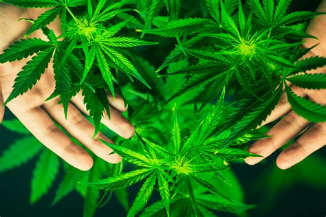 ¿qué sabemos de la marihuana clínica galatea