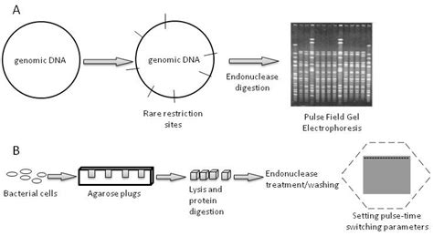 A Schematic Representation Of Pulse Field Gel Electrophoresis On The