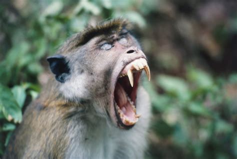 monkey attacked baby tore  testicle  ate  report